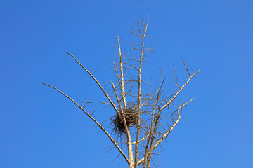 bird's nest on the branch