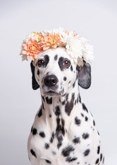 Cute sitting smiling dalmatian dog facing the camera with its mouth open, seen from the front on a white background. Dog with flower wreath. Copy space