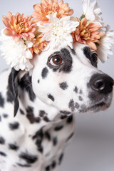 Dalmatian dog with white and yellow floral crown looks to the right isolated on white background. Chrysanthemum flower wreath. Copy space.
