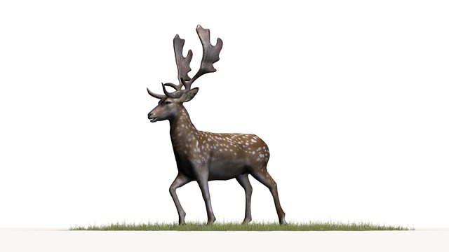 Deer on a grass area - isolated on a white background