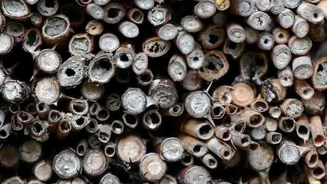 wild solitary bees cleaning their body front of insect hote.
