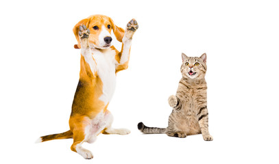 Playful Beagle and cat Scottish Straight isolated on white background