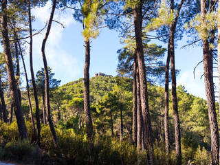 Fototapeta premium Peña Muñana entre los pinos. Cadalso de los Vidrios. Madrid. España. Europa.