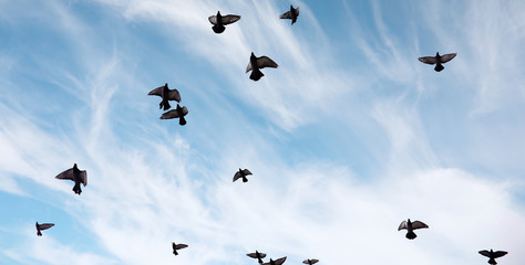 A flock of pigeons flies across the sky. Birds fly against the sky. A large group of birds of pigeons flies across the sky on a white background.