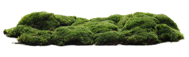 Green moss isolated on white background - obrazy, fototapety, plakaty