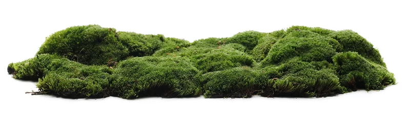 Foto op Plexiglas Green moss isolated on white background © dule964