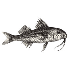 Red mullet fish vector illustration