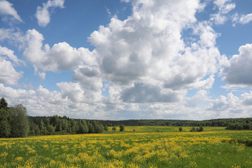 Landscape is summer. Green trees and grass in a countryside landscape. Nature summer day. Leaves on the bushes.