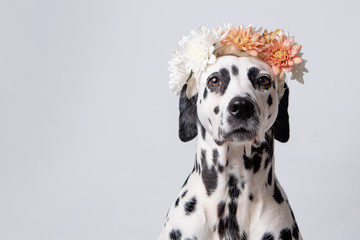 Dalmatian dog with white and yellow floral crown on white background. Chrysanthemum flower wreath. Copy space. Pet portrait