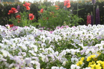 flowers in the garden