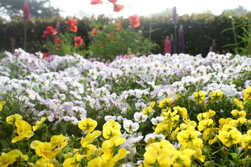flowers in the garden