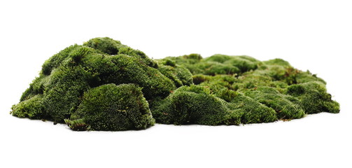 Green moss isolated on white background