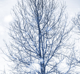 Landscape in the winter day