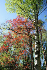 Fototapeta premium Spring.Multicolored paints of mixed forests of Latvia.