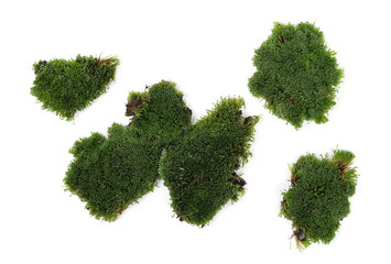 Green moss set and collection isolated on white background, top view