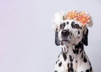 Dalmatian dog with white and yellow floral crown looks to the left on white background. Chrysanthemum flower wreath. Copy space.