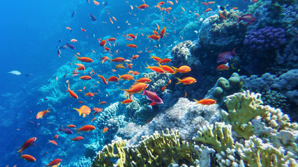 Fototapeta na wymiar the underwater world of the Red Sea, corals, a flock of fish antias golden