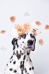Dalmatian dog with white and yellow flower crown on floral background. Chrysanthemum flower wreath. Copy space. Pet portrait