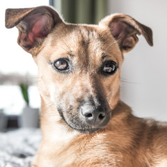 Brown cute puppy dog isolated on white, green background - rescue pet dog with adorable eyes