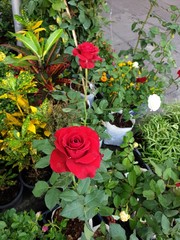 red roses in the garden