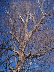 冬空と枯れ木