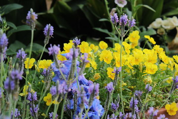 blue flowers in the garden
