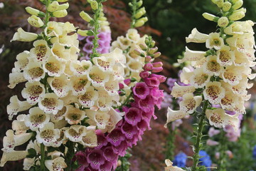 flowers in the garden