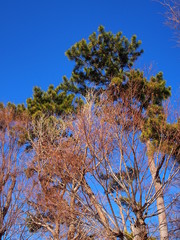 Obraz premium 枯れ木と松と青空