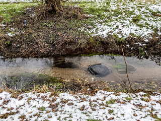 Concept of environmental pollution by throwing a old tyre in the river
