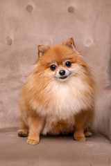 portrait of pomeranian dog