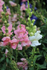 flower in the garden