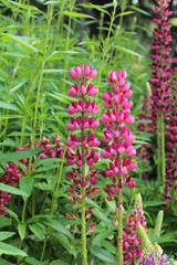 flowers in the garden