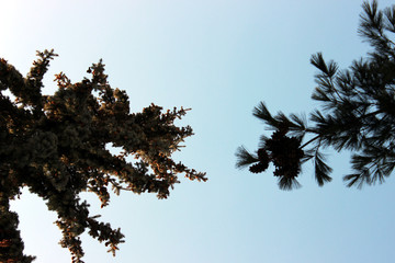 Spruce, pine and sky