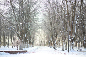 Winter Park. Landscape in snowy weather. January.