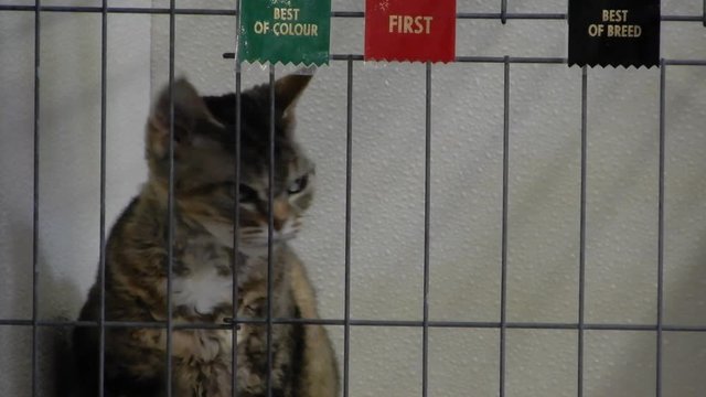Devon Rex Cat Looking Around With Winning First Place Ribbons On Cage 4K