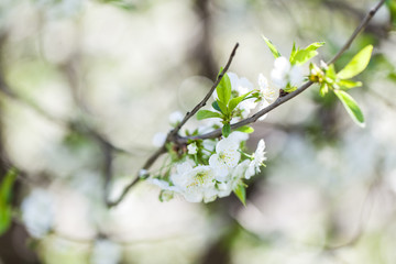 Branch of a blossoming cherry tree