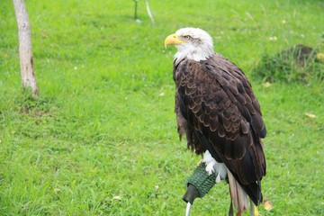 American bald eagle, Haliaeetus leucocephalus, in a nature reserve