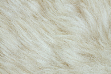 Texture of fur hair background