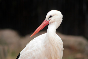 Portrait of a stork