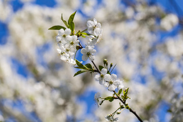 Branch of a blossoming cherry tree