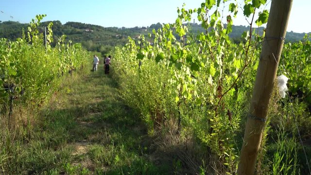 People harvesting vineyards in the early morning in the fall, seasonal workers gathering grapes