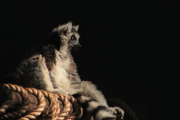 Ring tailed lemur © Johann Swanepoel