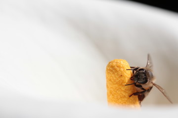 Bee on arum lilly