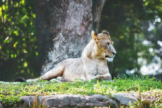 Wild animal in nature