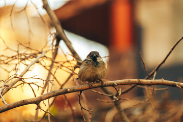 sparrow on branch