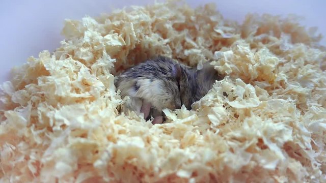Dzungarian little funny hamster sleeps in sawdust.