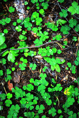 Background from plant clover four leaf. Irish traditional symbol. St.Patrick 's Day.