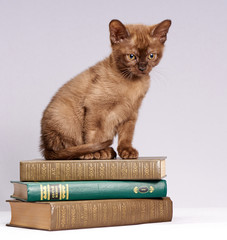 the kitten is sitting on a stack of books