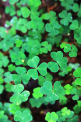 Fototapeta na wymiar Background from plant clover four leaf. Irish traditional symbol. St.Patrick 's Day.