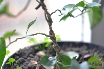 branch of a tree